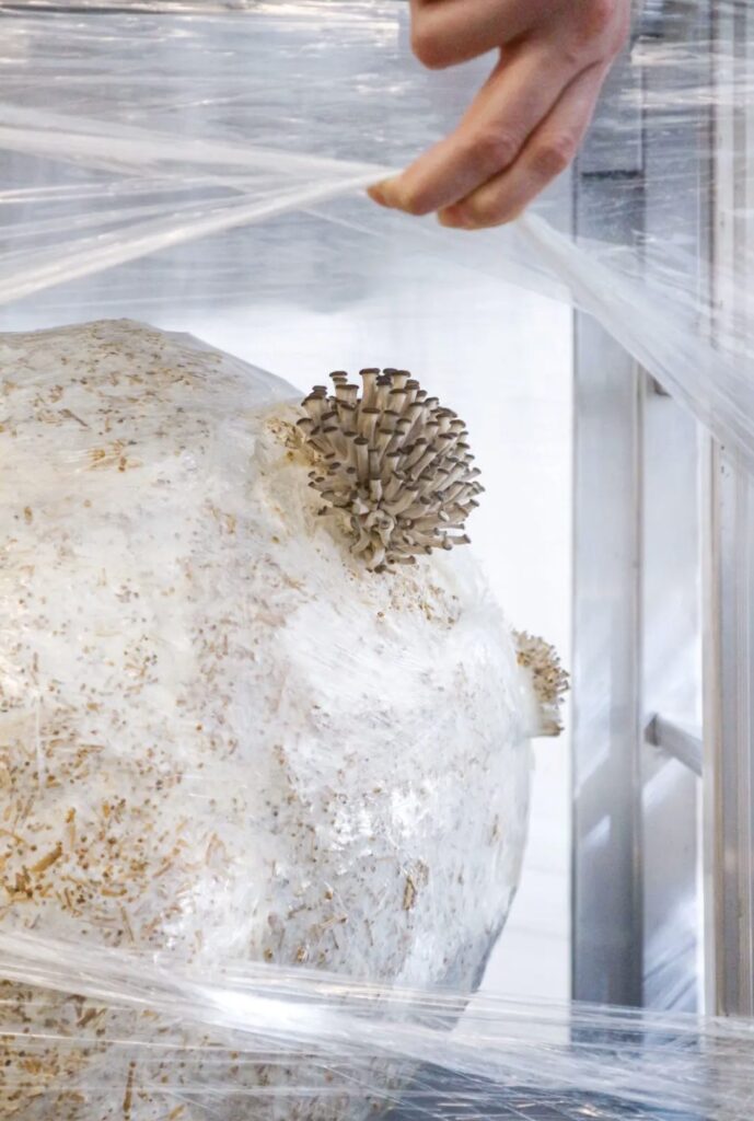 Mushrooms at Growing matter(s)
